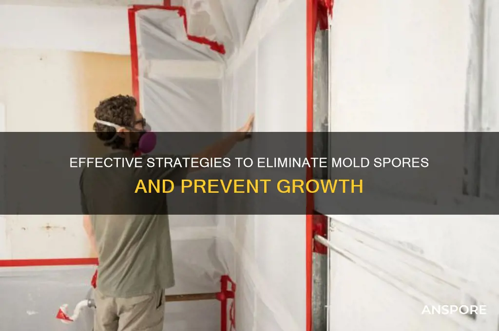 how to remove mold spores
