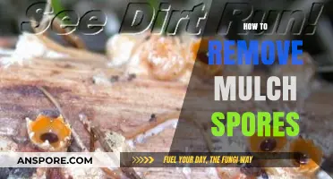 Effective Methods to Eliminate Mulch Spores and Maintain a Healthy Garden