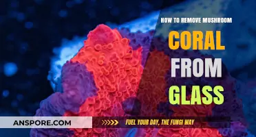 Effective Techniques for Removing Mushroom Coral from Aquarium Glass
