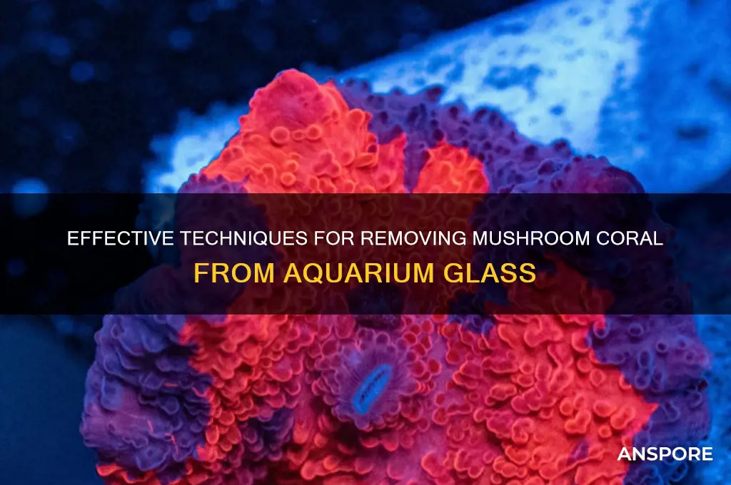 how to remove mushroom coral from glass