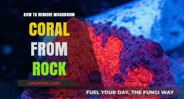 Effective Techniques for Removing Mushroom Coral from Rock Surfaces