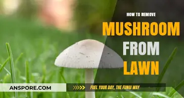 Effective Ways to Eliminate Mushrooms and Restore Your Lawn's Health