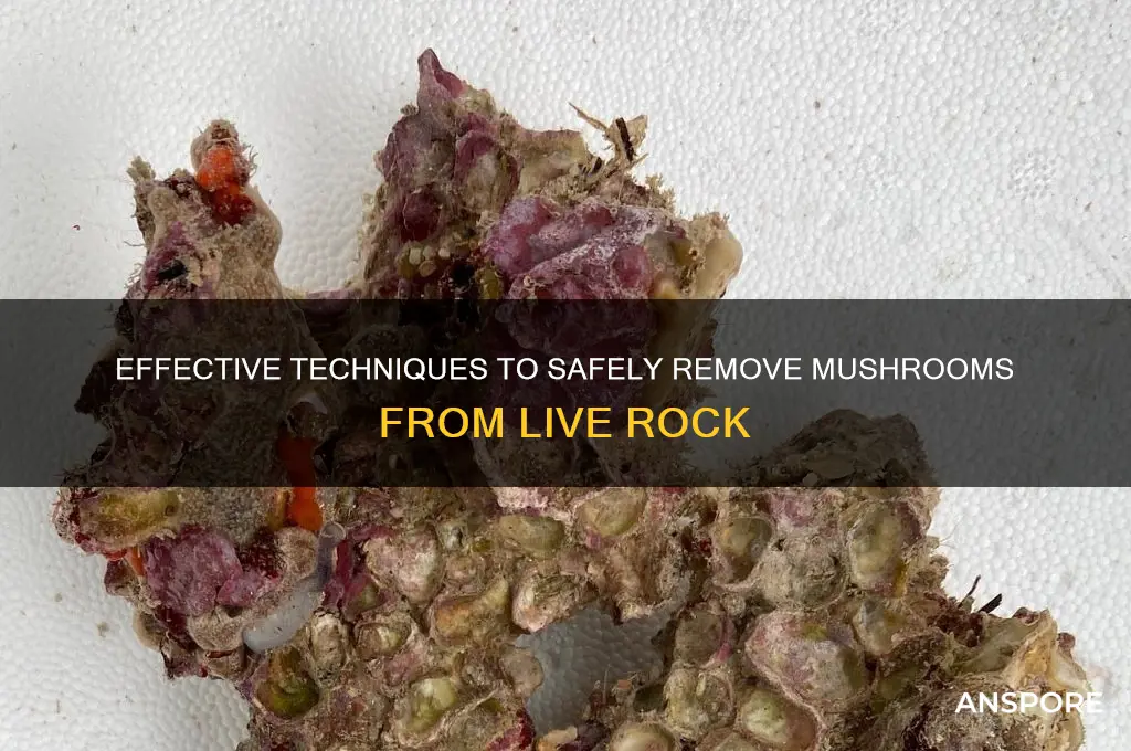 how to remove mushroom from live rock
