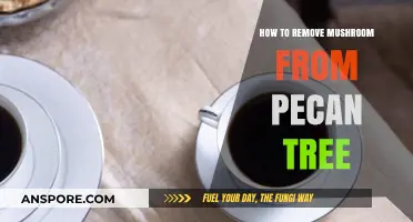 Effective Methods to Safely Remove Mushrooms from Pecan Trees