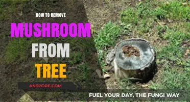 Effective Methods to Safely Remove Mushrooms Growing on Trees