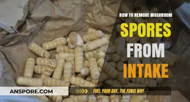 Effective Methods to Eliminate Mushroom Spores from Your Intake System