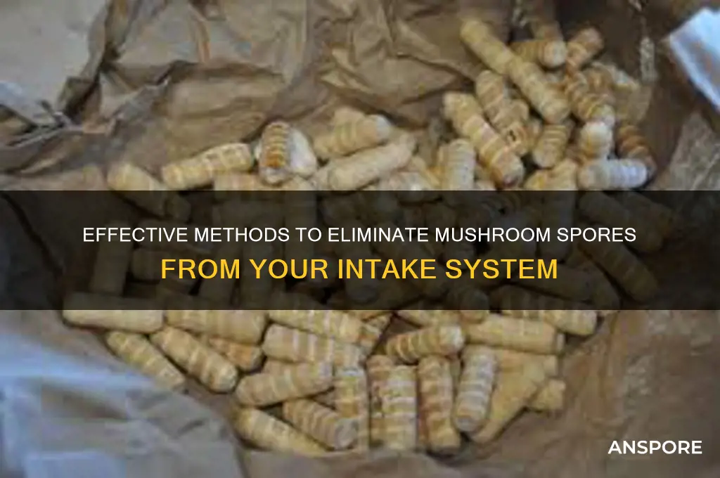 how to remove mushroom spores from intake