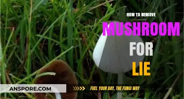 Effective Techniques to Remove Mushrooms and Restore Your Lawn's Beauty