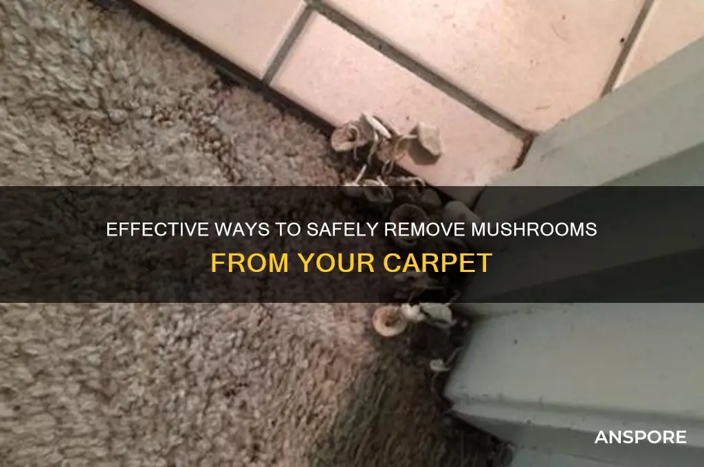 how to remove mushrooms from carpet