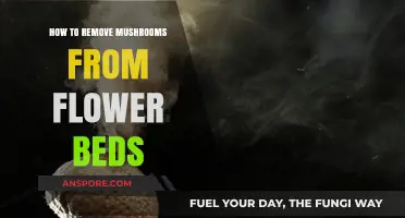 Effective Ways to Eliminate Mushrooms from Your Flower Beds