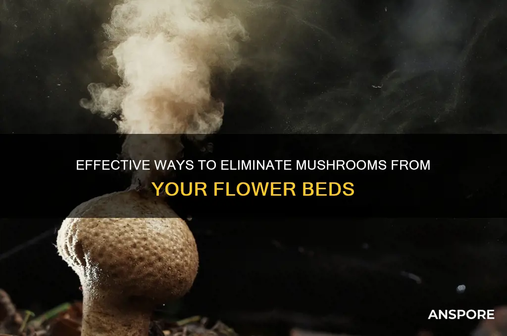 how to remove mushrooms from flower beds