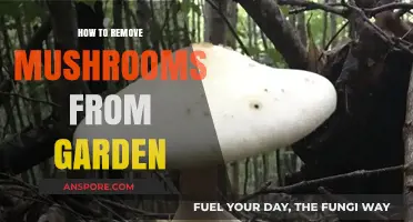 Effective Ways to Eliminate Mushrooms from Your Garden Naturally