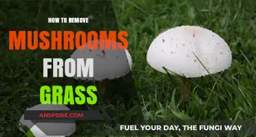 Effective Ways to Eliminate Mushrooms from Your Lawn Naturally