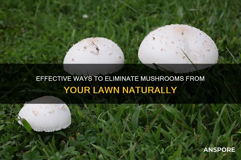 how to remove mushrooms from grass