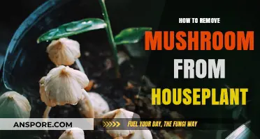 Effective Ways to Safely Remove Mushrooms from Your Houseplants