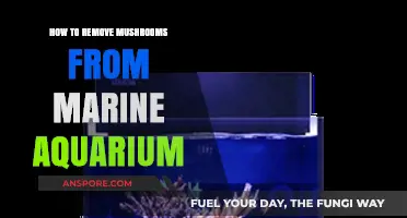 Effective Methods to Safely Remove Mushrooms from Your Marine Aquarium