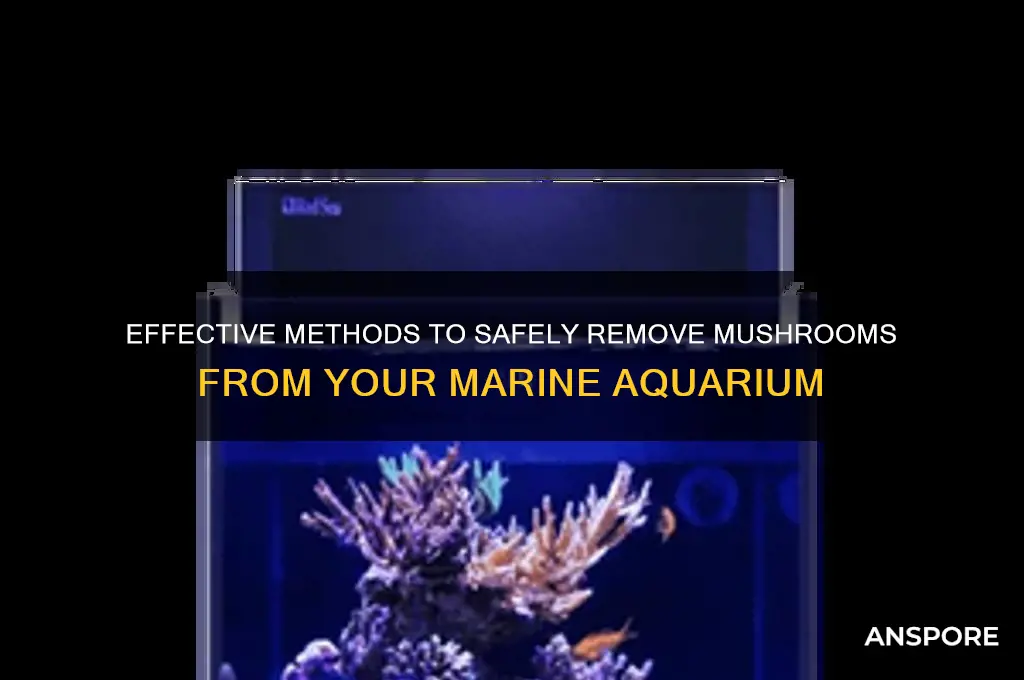 how to remove mushrooms from marine aquarium