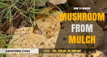 Effective Ways to Eliminate Mushrooms Growing in Your Mulch Beds