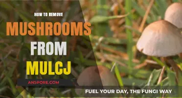 Effective Ways to Eliminate Mushrooms Growing in Your Mulch