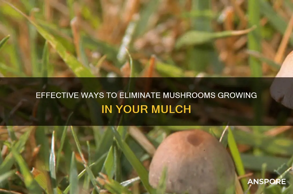 how to remove mushrooms from mulcj