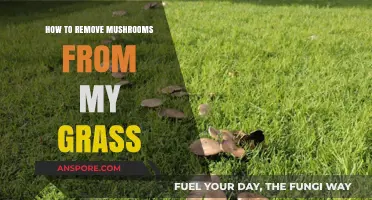 Effective Ways to Eliminate Mushrooms from Your Lawn Naturally