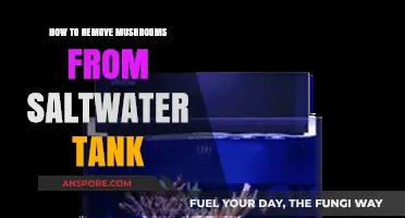 Effective Methods to Eliminate Mushrooms in Your Saltwater Aquarium