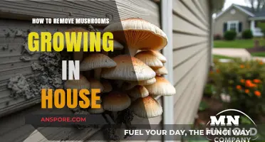 Effective Ways to Eliminate Unwanted Mushrooms Growing in Your Home