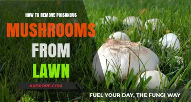Safely Eliminate Toxic Mushrooms: A Guide to Lawn Fungus Removal