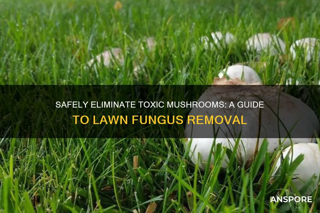 how to remove poisonous mushrooms from lawn