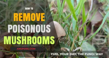 Safely Eliminating Toxic Mushrooms: A Comprehensive Removal Guide
