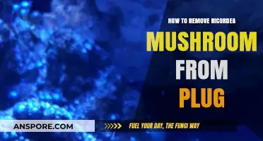 Efficiently Removing Ricordea Mushroom from Plug: A Step-by-Step Guide