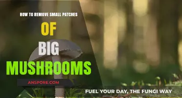 Effective Ways to Safely Remove Small Patches of Large Mushrooms
