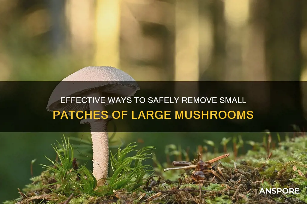 how to remove small patches of big mushrooms
