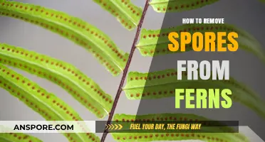 Effective Techniques for Removing Spores from Ferns: A Step-by-Step Guide