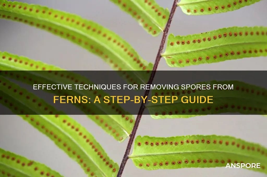 how to remove spores from ferns