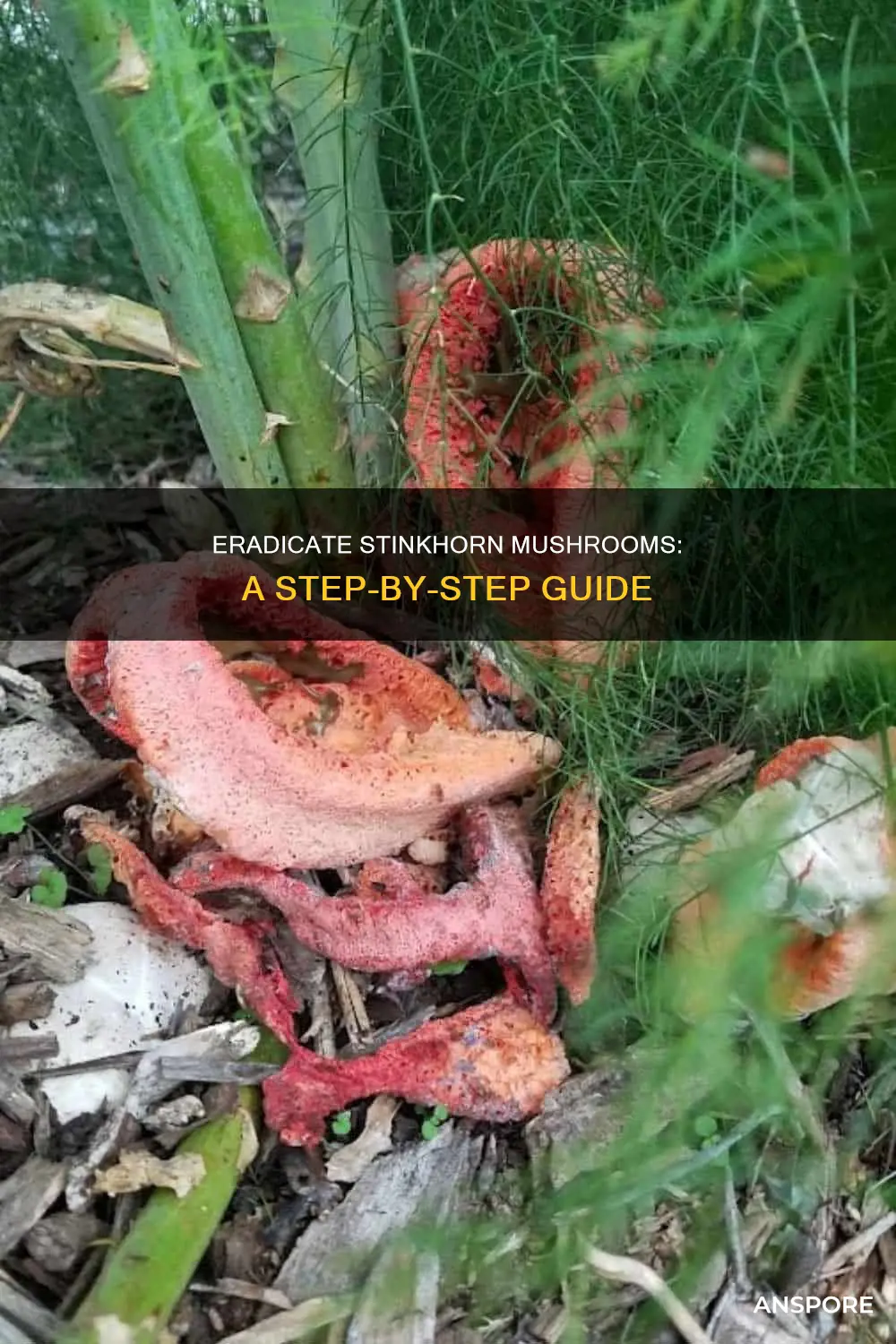 how to remove stinkhorn mushrooms