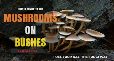 Effective Ways to Eliminate White Mushrooms Growing on Your Bushes
