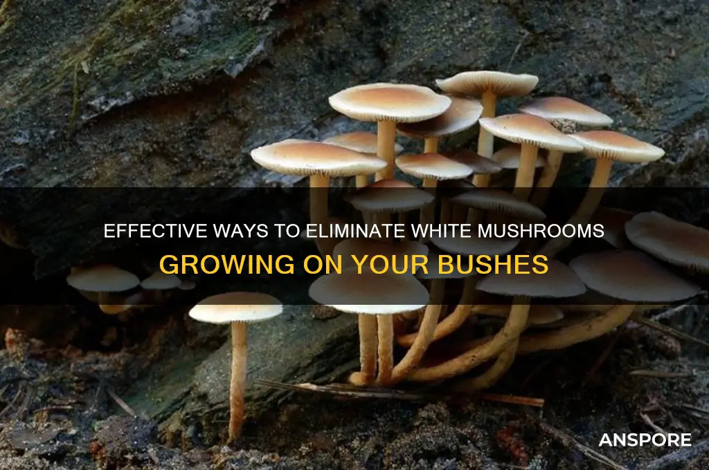 how to remove white mushrooms on bushes