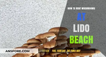 Renting Mushrooms at Lido Beach: A Beginner's Guide to Beachside Fun