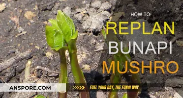 The Magic of Replanting Bunapi Mushrooms