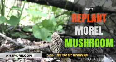 Replanting Morel Mushrooms: A Step-by-Step Guide for Successful Cultivation