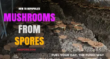 Mastering Mushroom Cultivation: A Guide to Repopulating from Spores