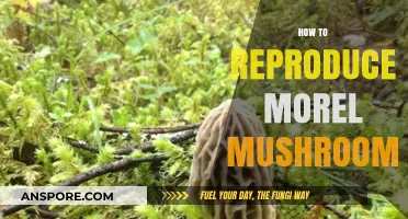 Mastering Morel Mushroom Cultivation: Proven Techniques for Successful Reproduction