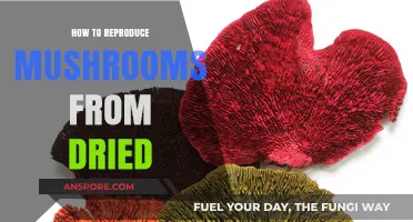 Reviving Dried Mushrooms: A Step-by-Step Guide to Successful Reproduction