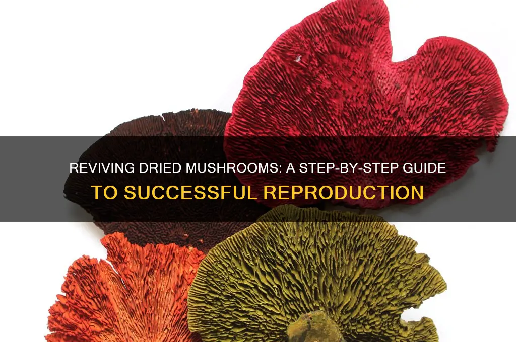 how to reproduce mushrooms from dried
