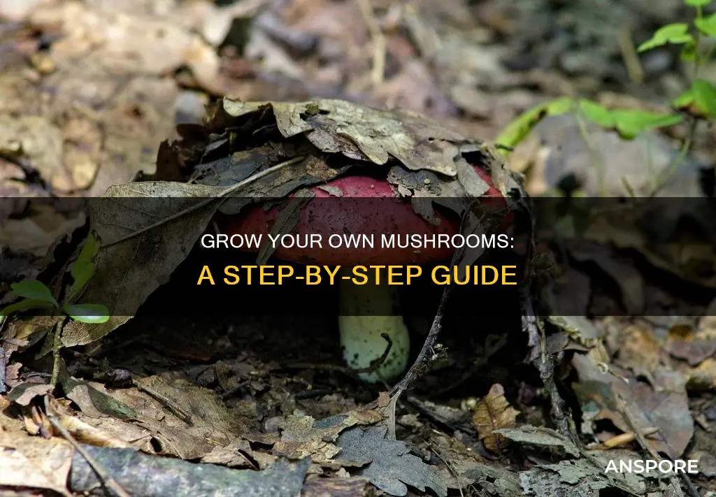 how to reproduce mushrooms
