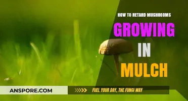 Effective Methods to Prevent Mushroom Growth in Your Mulch Beds