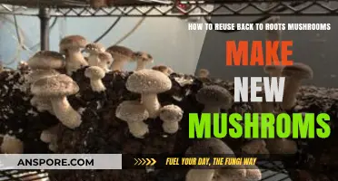 Revive Your Harvest: Reusing Back to Roots Mushrooms for Fresh Growth