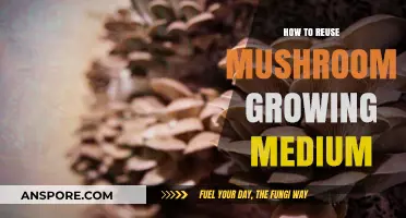 Creative Ways to Reuse Mushroom Growing Medium Sustainably
