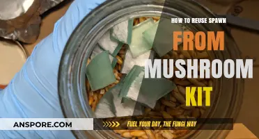 Revive Your Mushroom Kit: Creative Ways to Reuse Spawn Effectively